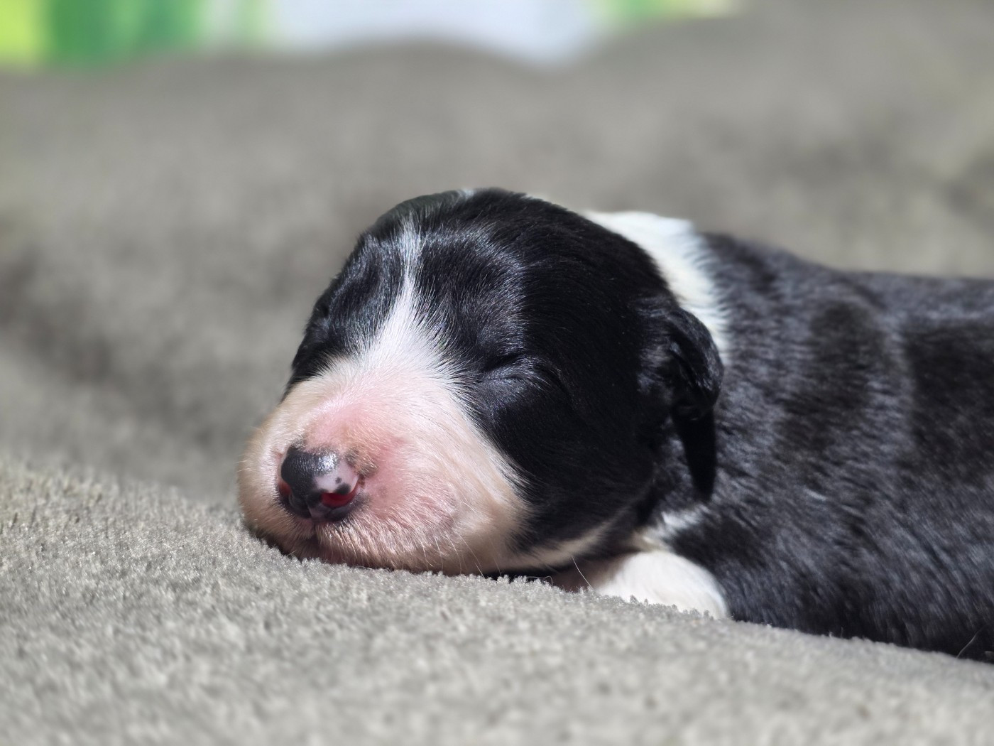 des Lacs de la Cote d'Argent - Chiots disponibles - Border Collie