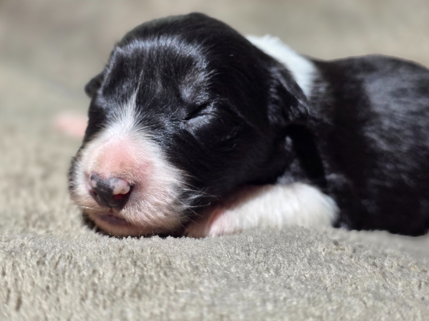des Lacs de la Cote d'Argent - Chiots disponibles - Border Collie