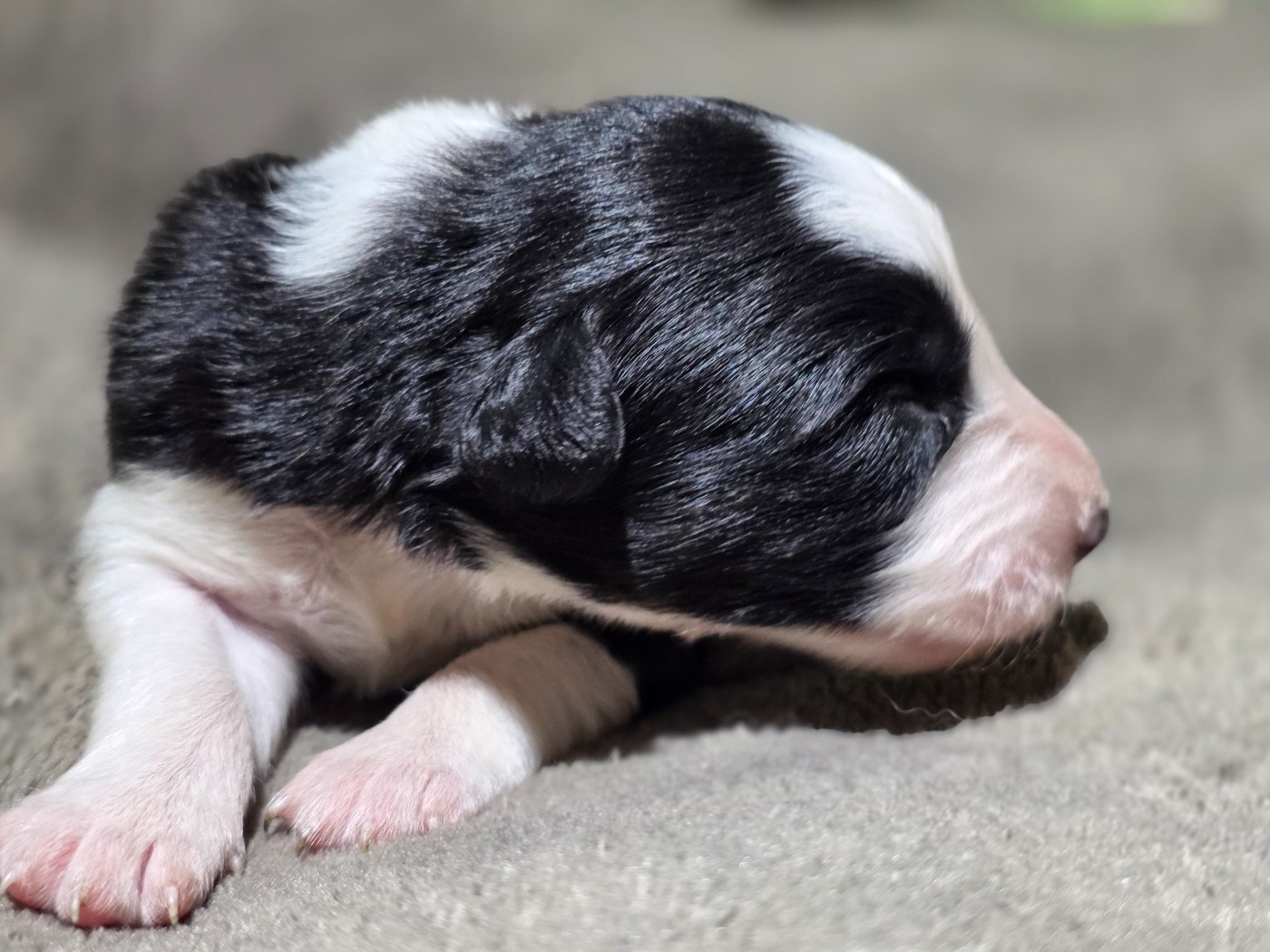 des Lacs de la Cote d'Argent - Chiots disponibles - Border Collie