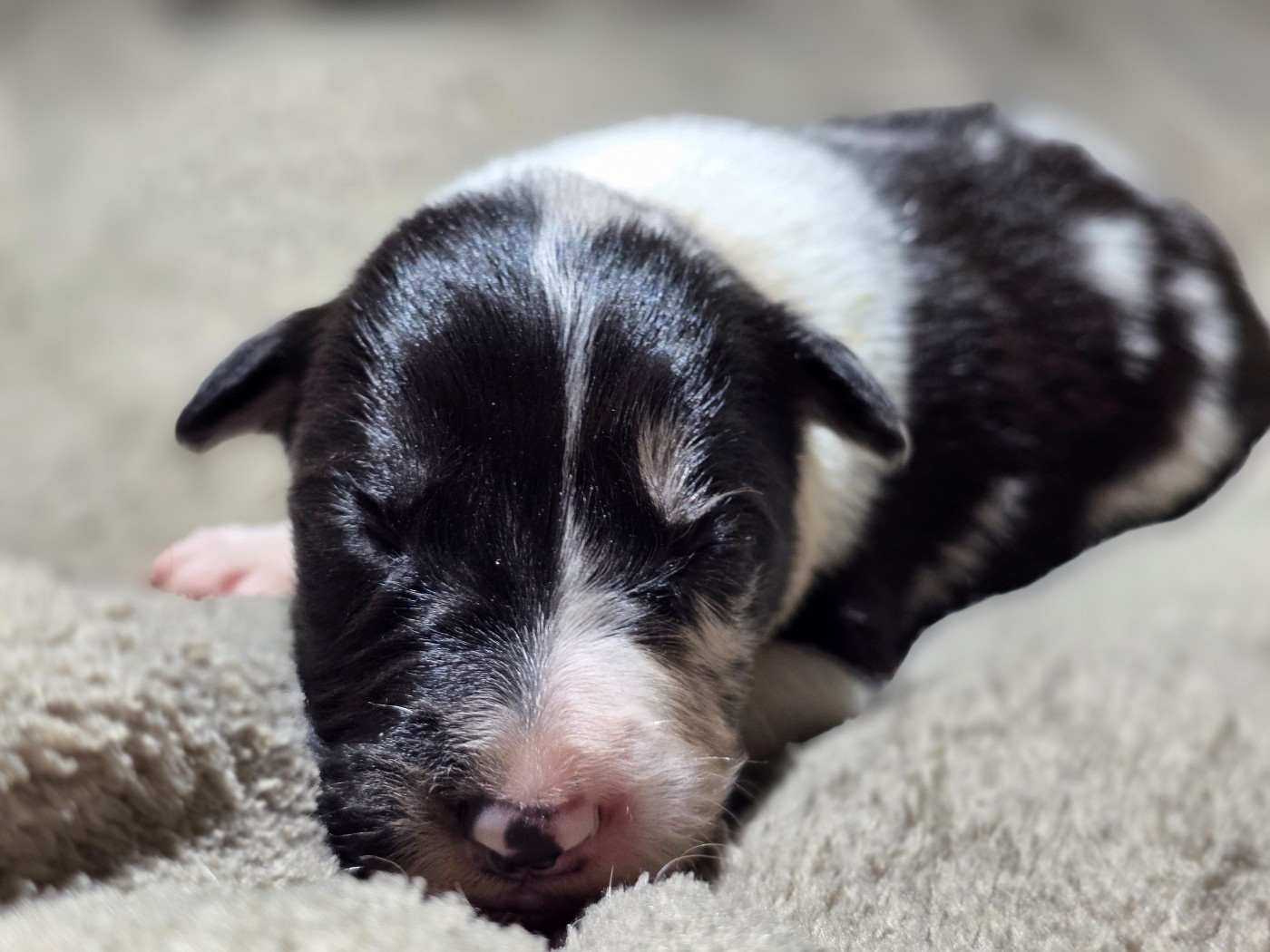 des Lacs de la Cote d'Argent - Chiots disponibles - Border Collie