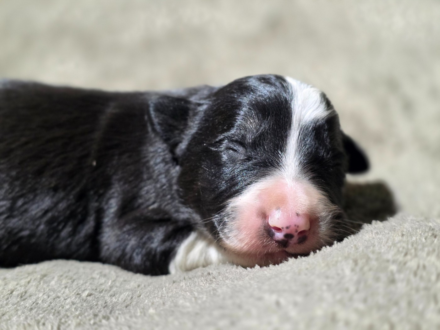 des Lacs de la Cote d'Argent - Chiots disponibles - Border Collie