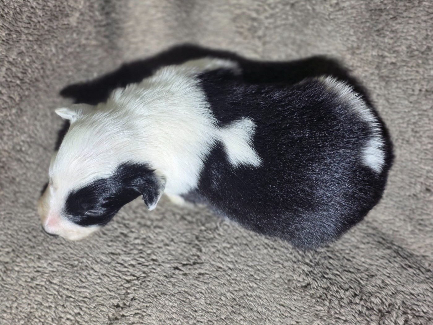 des Lacs de la Cote d'Argent - Chiots disponibles - Border Collie