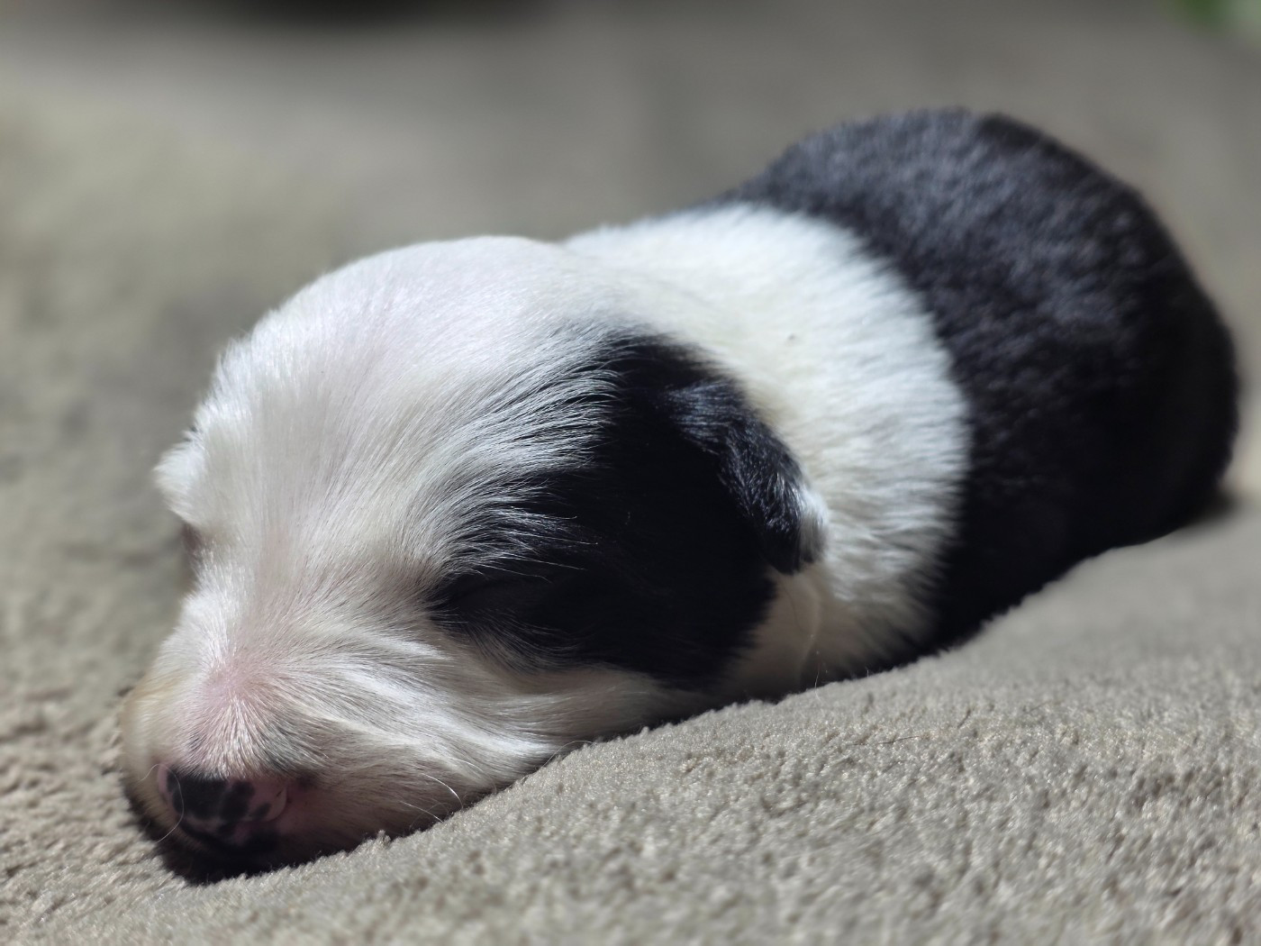 des Lacs de la Cote d'Argent - Chiots disponibles - Border Collie