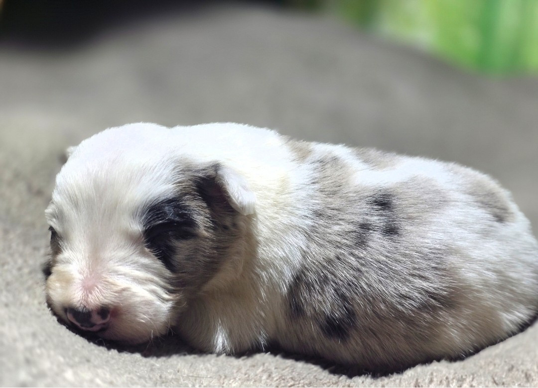 des Lacs de la Cote d'Argent - Chiots disponibles - Border Collie