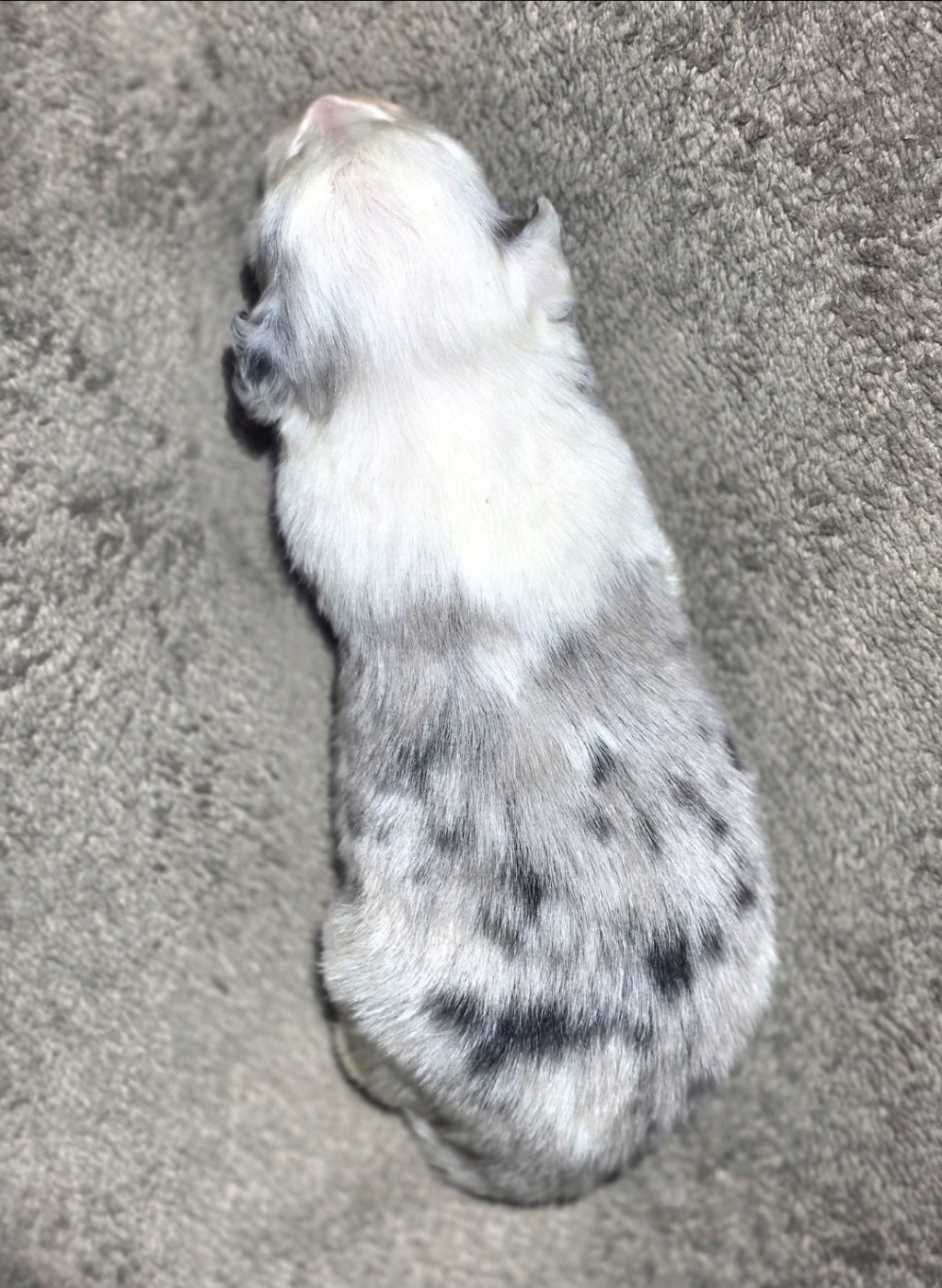 des Lacs de la Cote d'Argent - Chiots disponibles - Border Collie