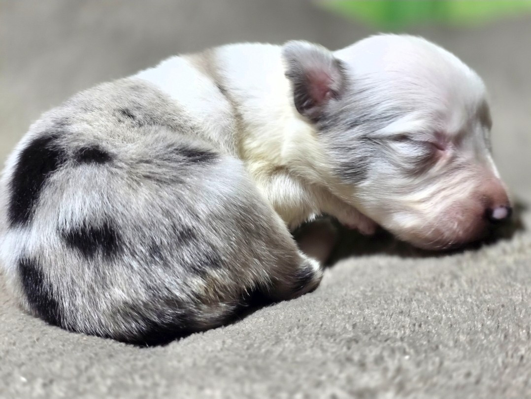 des Lacs de la Cote d'Argent - Chiots disponibles - Border Collie
