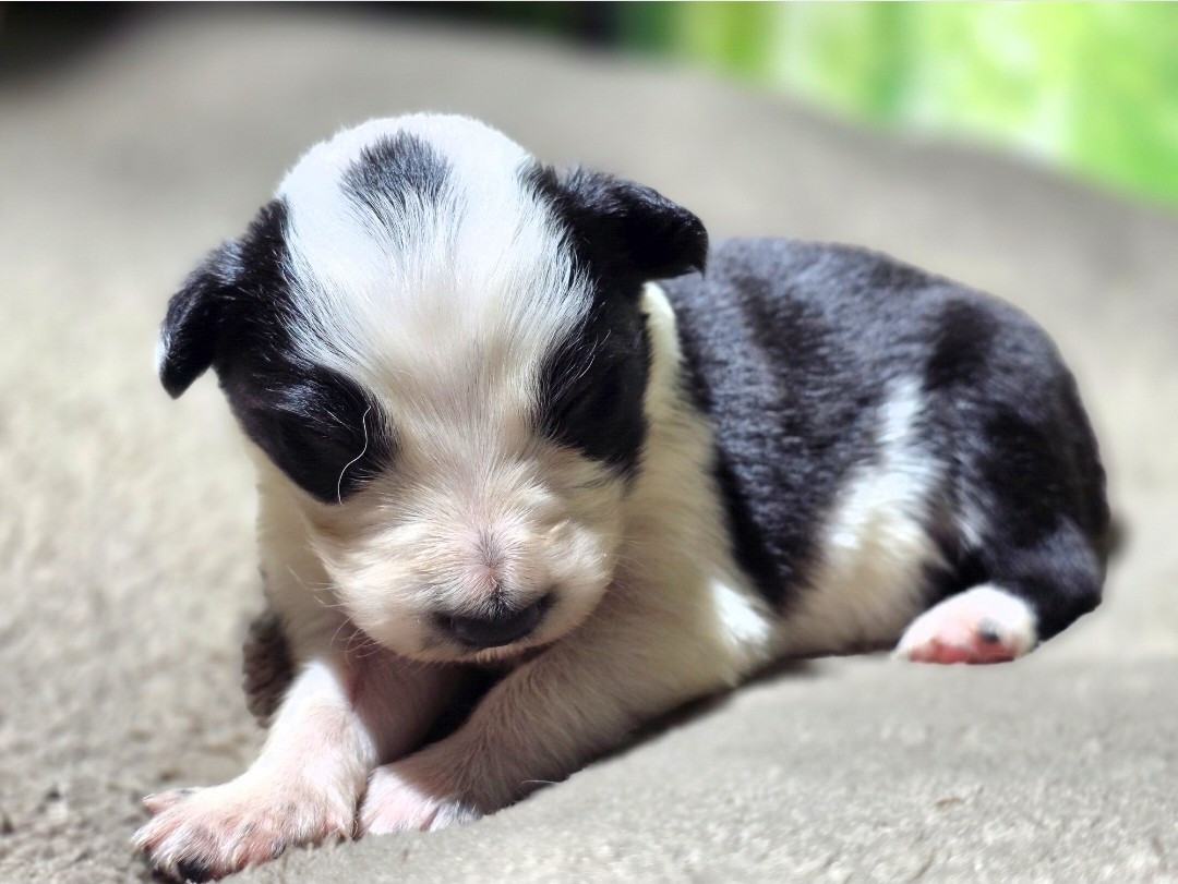 des Lacs de la Cote d'Argent - Chiots disponibles - Border Collie