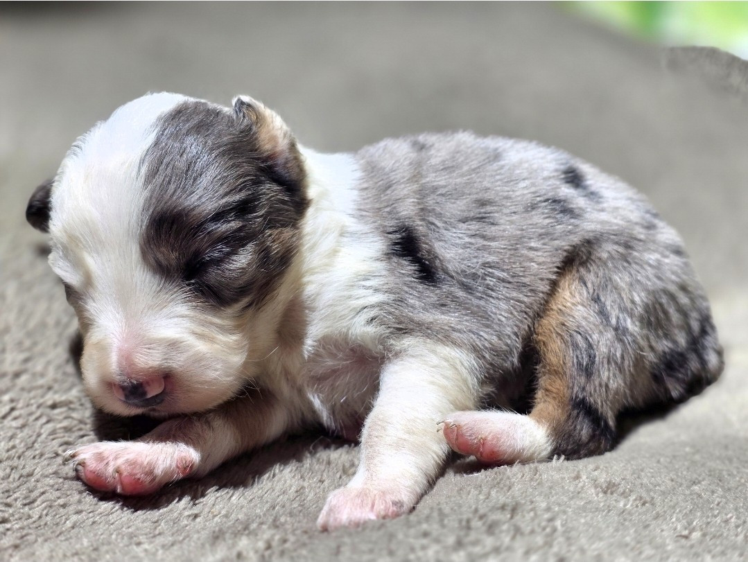 des Lacs de la Cote d'Argent - Chiots disponibles - Border Collie