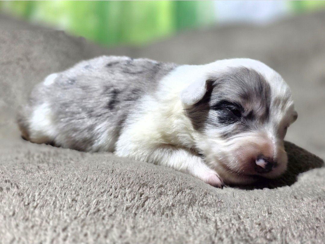 des Lacs de la Cote d'Argent - Chiots disponibles - Border Collie