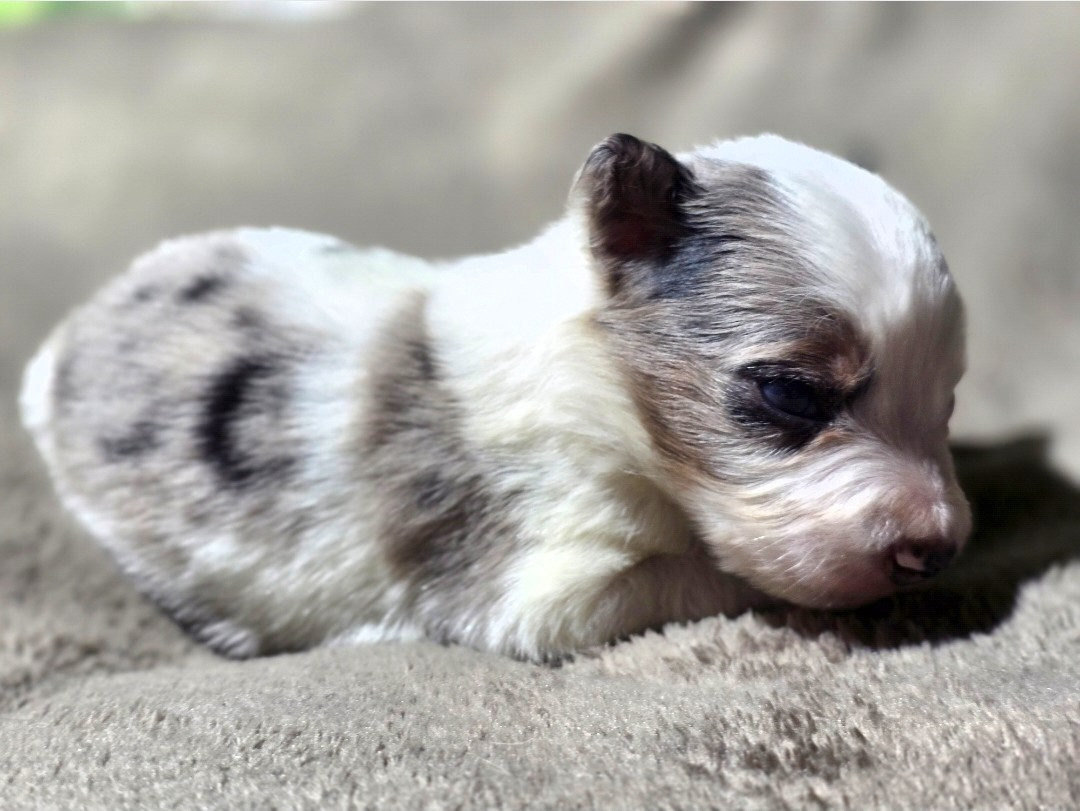 des Lacs de la Cote d'Argent - Chiots disponibles - Border Collie