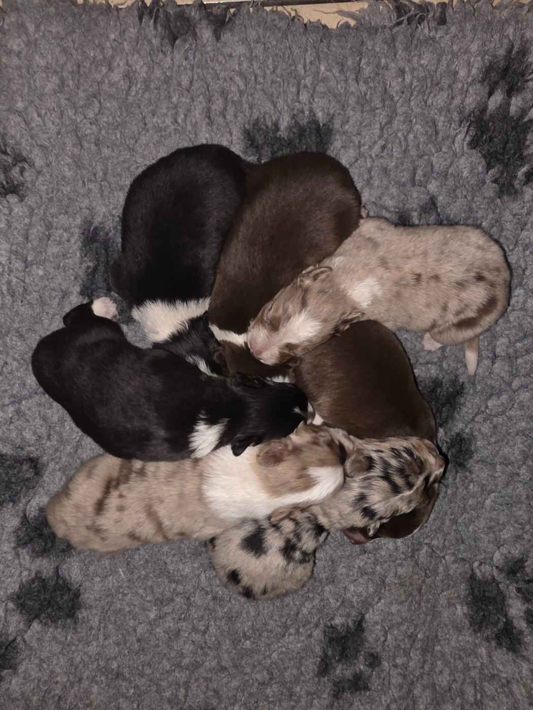 des Lacs de la Cote d'Argent - Chiots disponibles - Border Collie