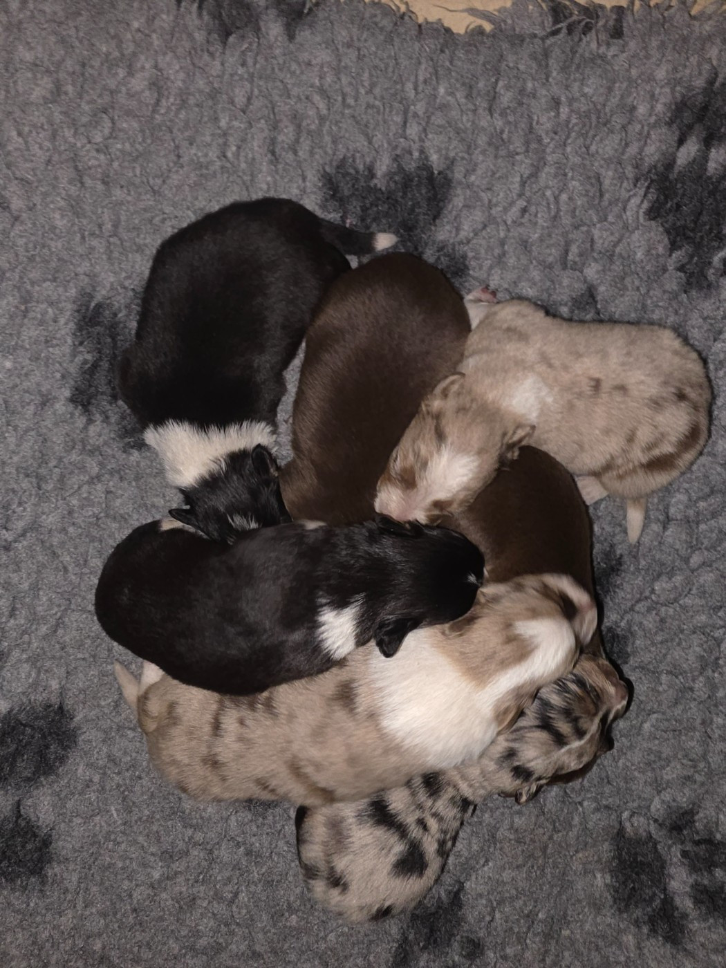 des Lacs de la Cote d'Argent - Chiots disponibles - Border Collie