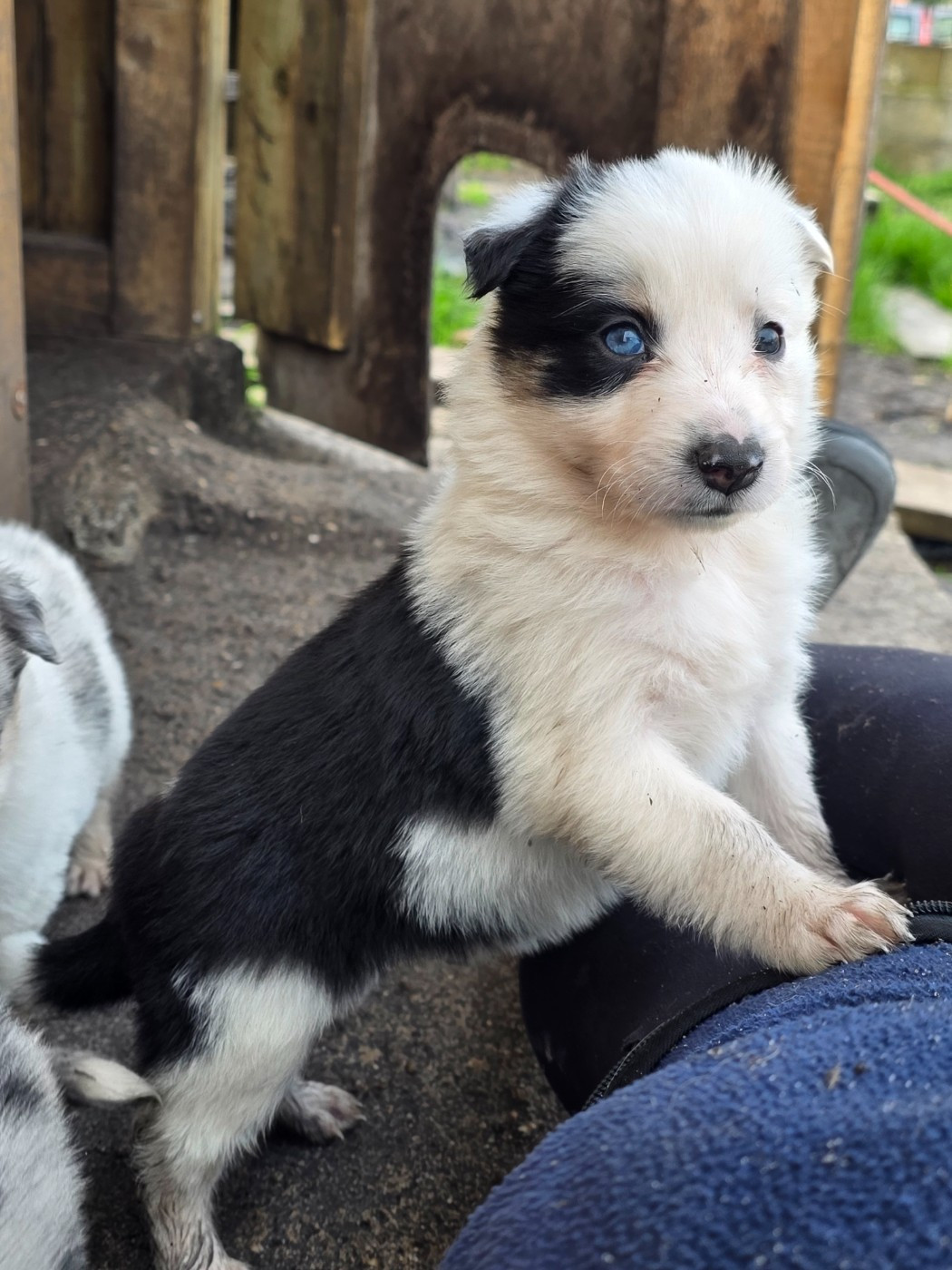 des Lacs de la Cote d'Argent - Chiots disponibles - Border Collie