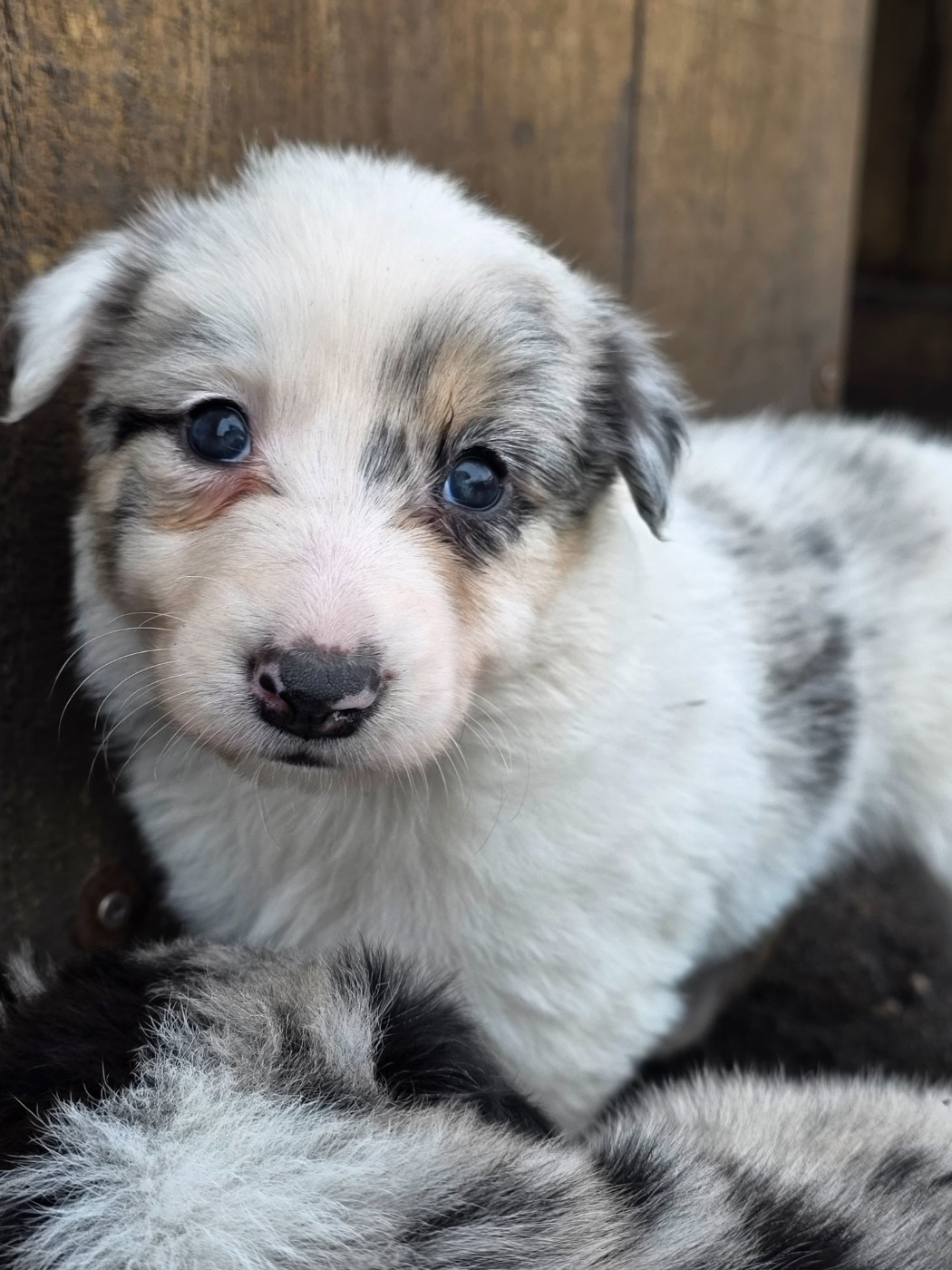 des Lacs de la Cote d'Argent - Chiots disponibles - Border Collie