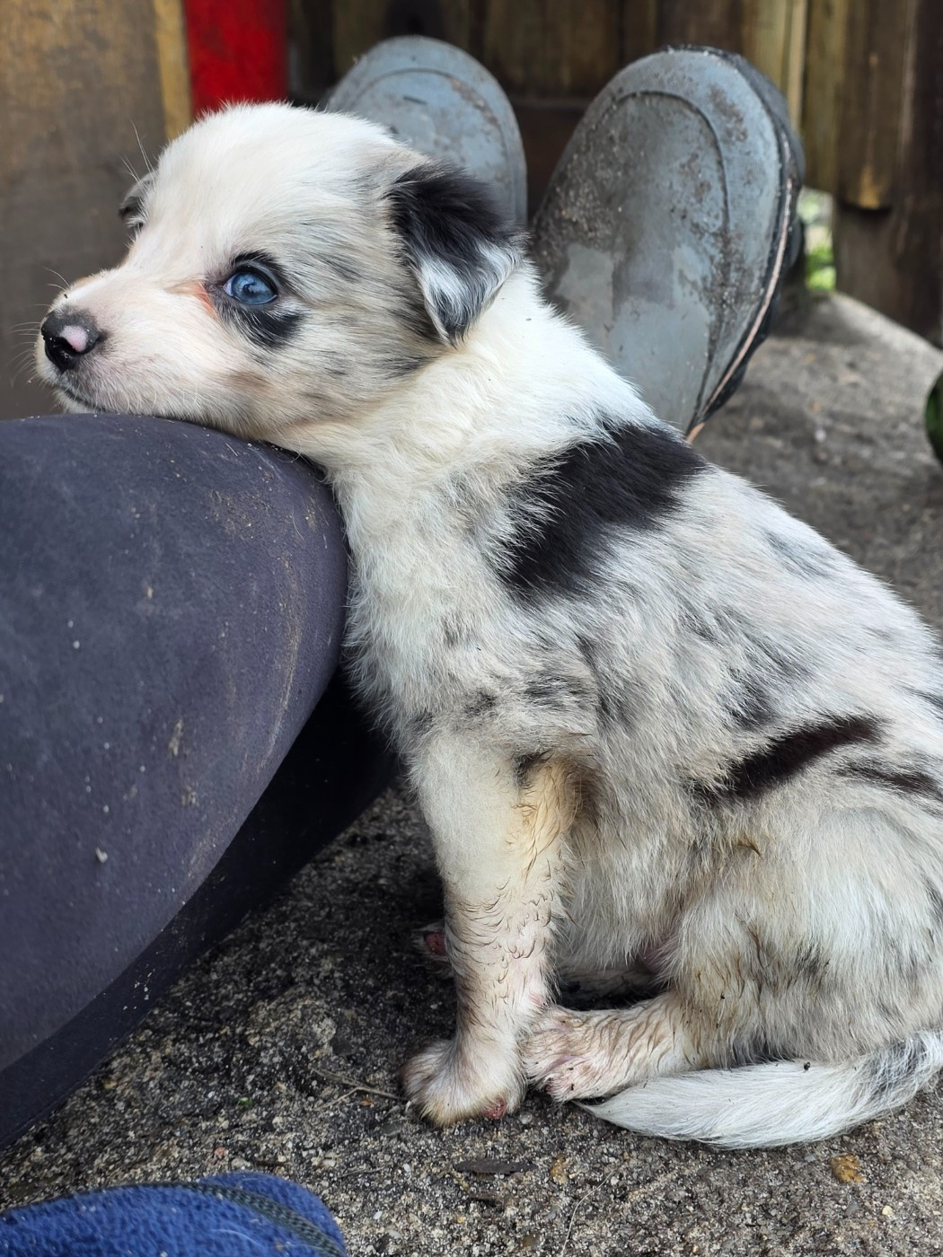 des Lacs de la Cote d'Argent - Chiots disponibles - Border Collie