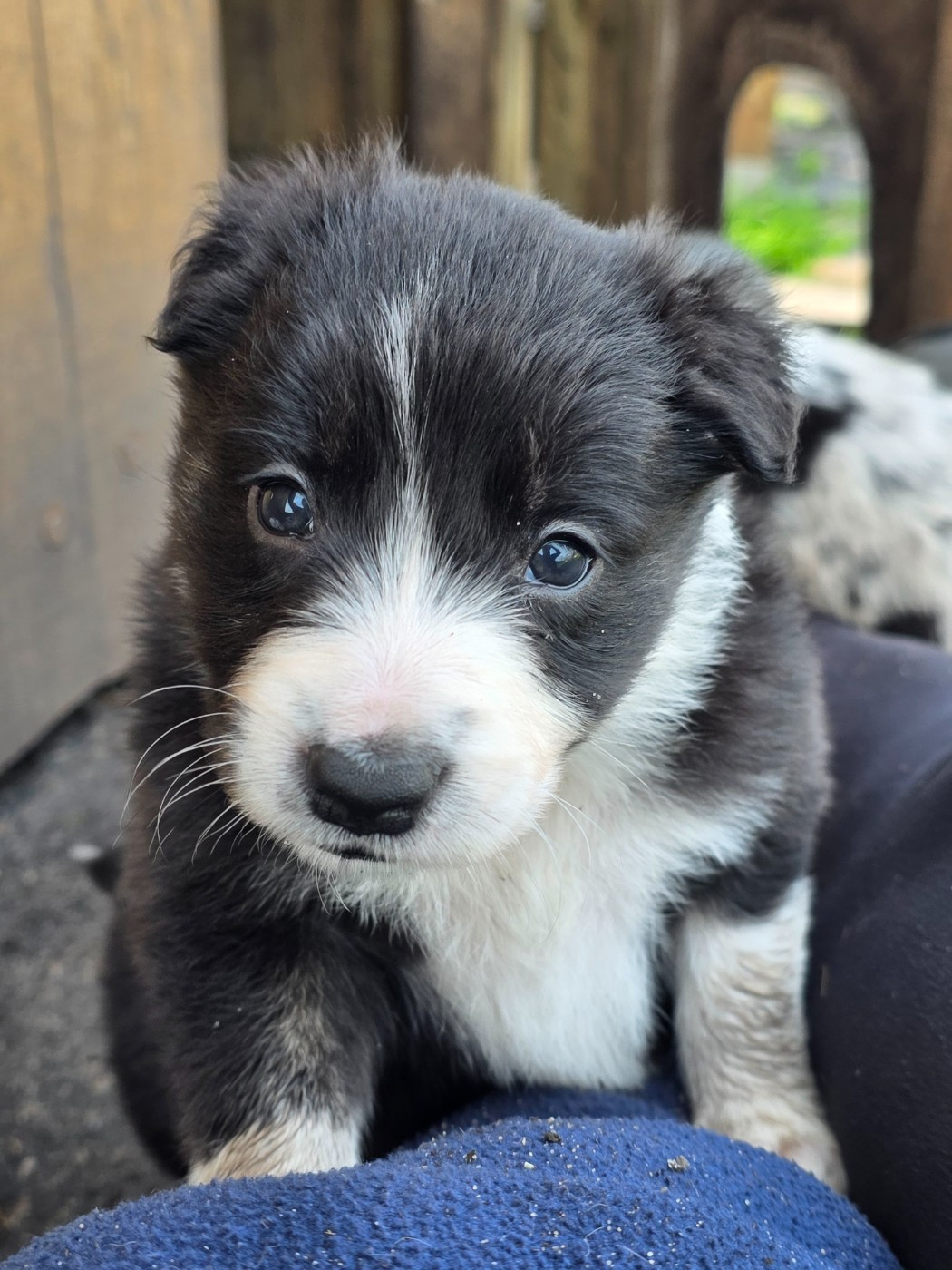 des Lacs de la Cote d'Argent - Chiots disponibles - Border Collie