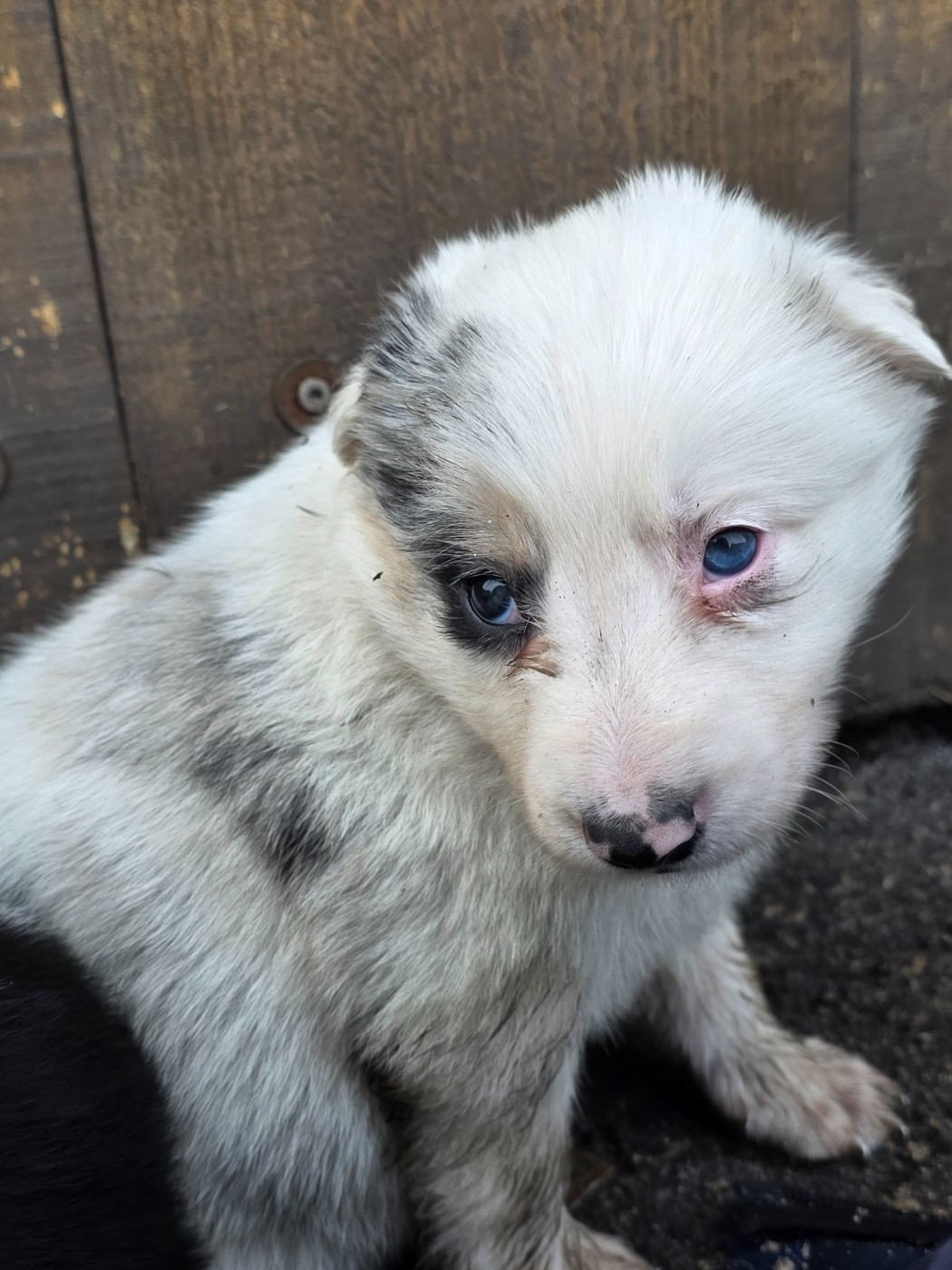 des Lacs de la Cote d'Argent - Chiots disponibles - Border Collie