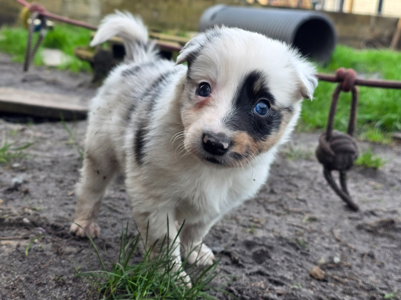 des Lacs de la Cote d'Argent - Chiots disponibles - Border Collie