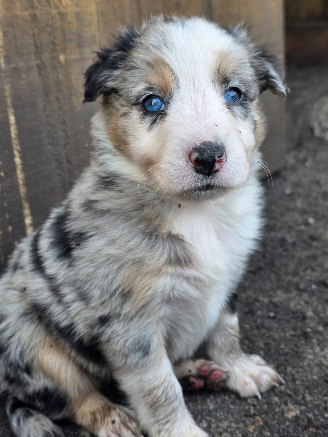 des Lacs de la Cote d'Argent - Chiots disponibles - Border Collie