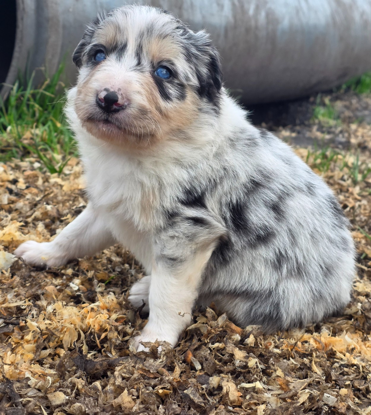 des Lacs de la Cote d'Argent - Chiots disponibles - Border Collie