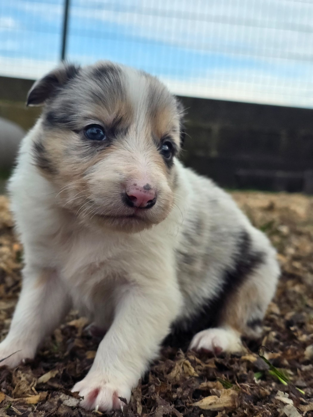 des Lacs de la Cote d'Argent - Chiots disponibles - Border Collie