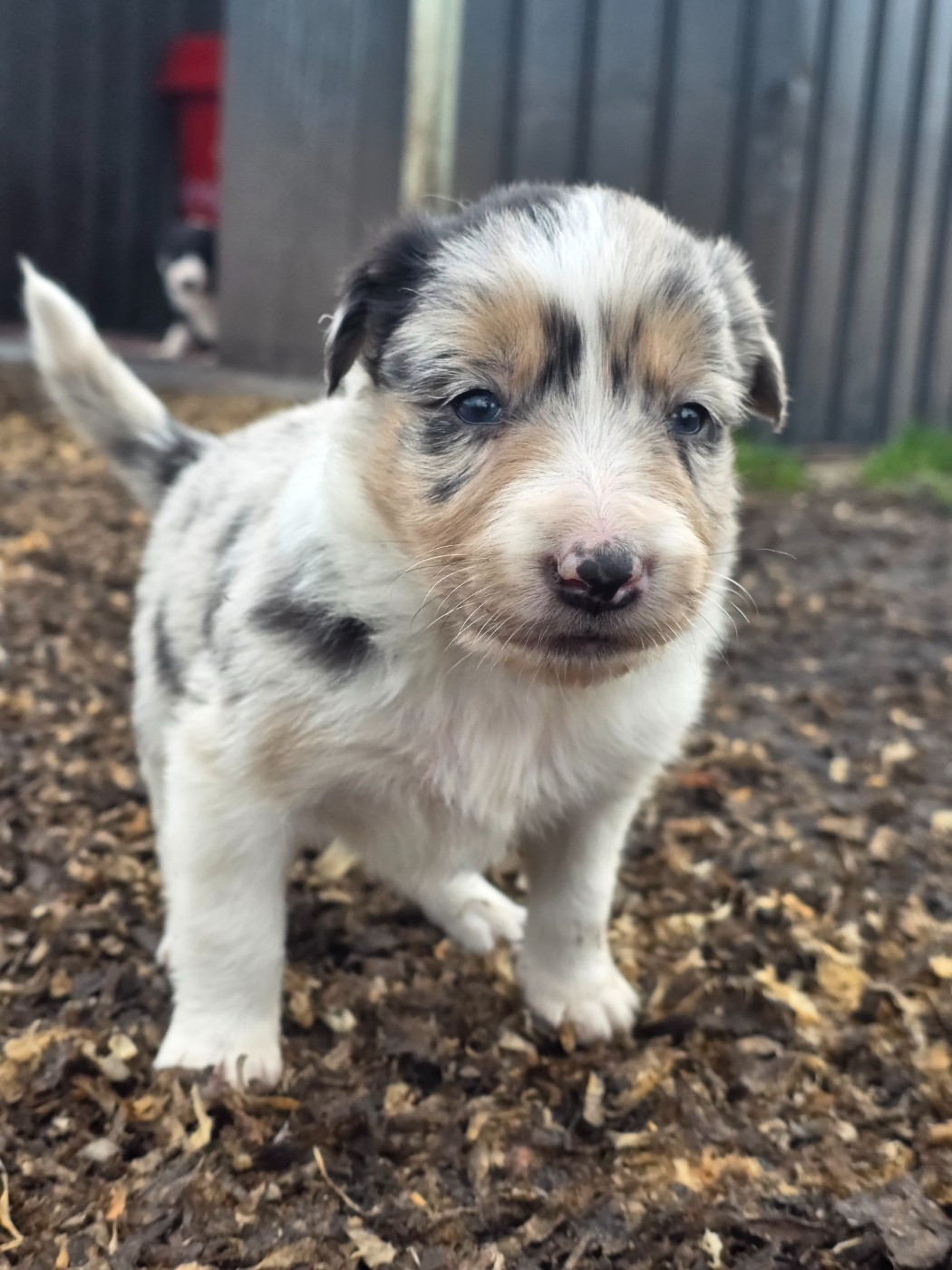 des Lacs de la Cote d'Argent - Chiots disponibles - Border Collie