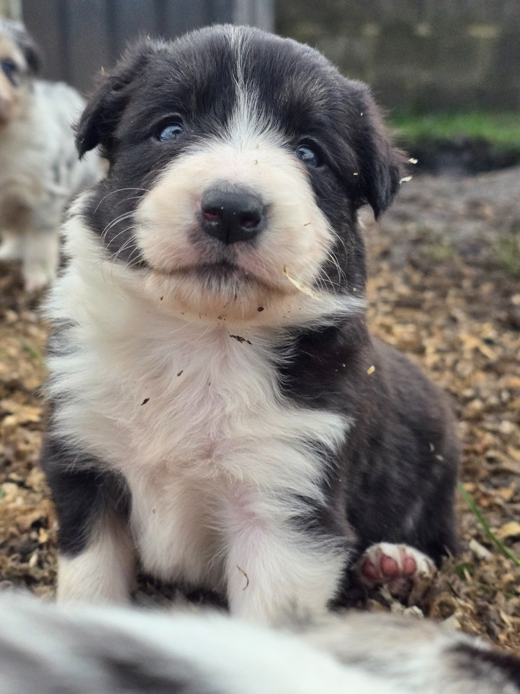 des Lacs de la Cote d'Argent - Chiots disponibles - Border Collie