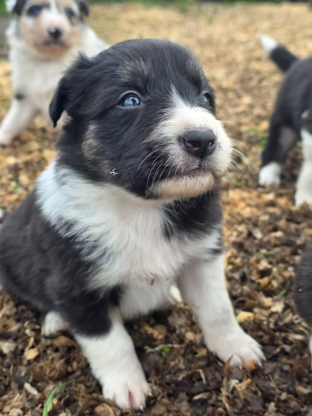 des Lacs de la Cote d'Argent - Chiots disponibles - Border Collie