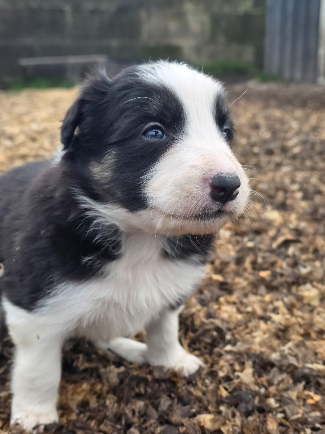 des Lacs de la Cote d'Argent - Chiots disponibles - Border Collie