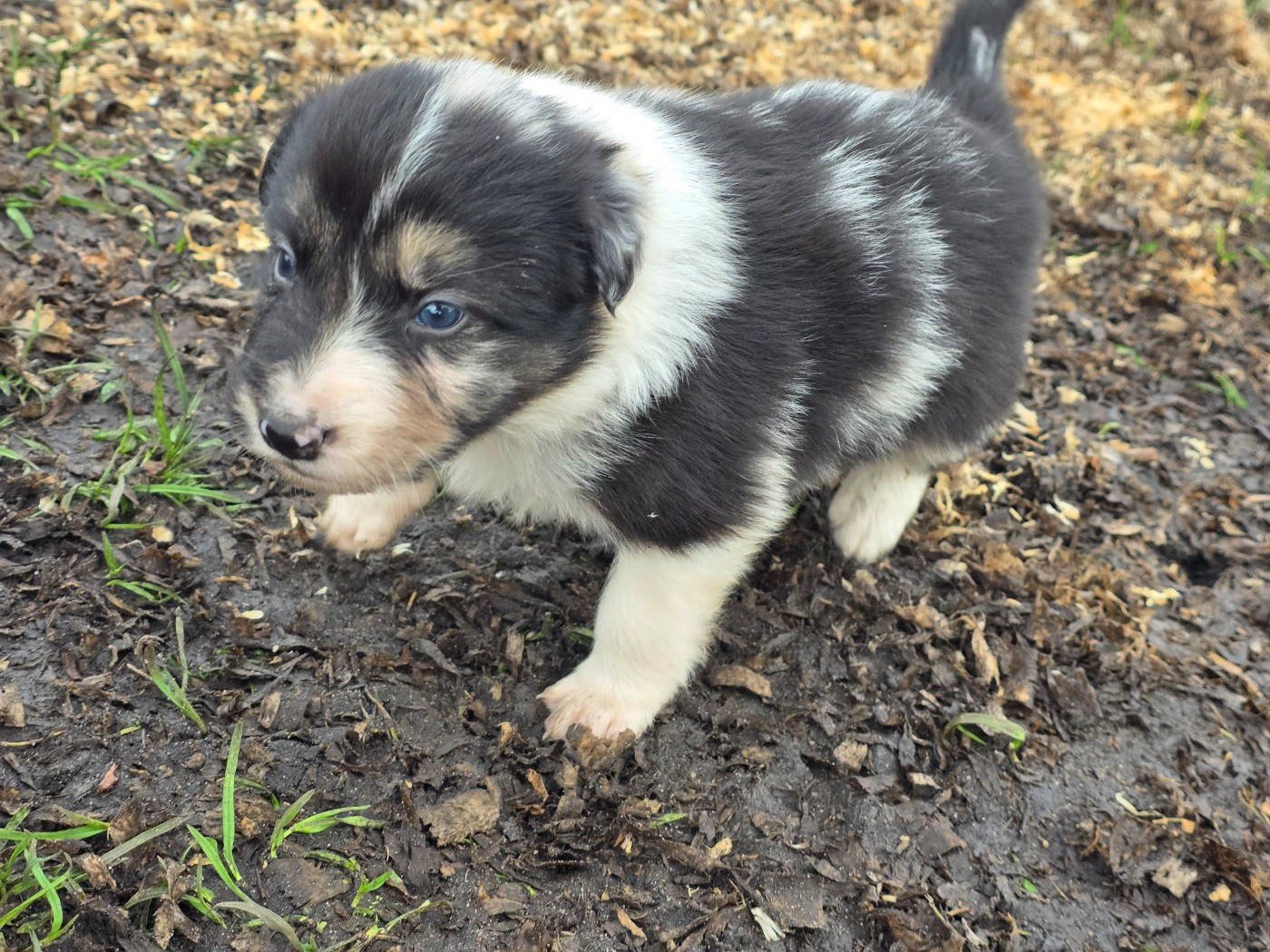 des Lacs de la Cote d'Argent - Chiots disponibles - Border Collie