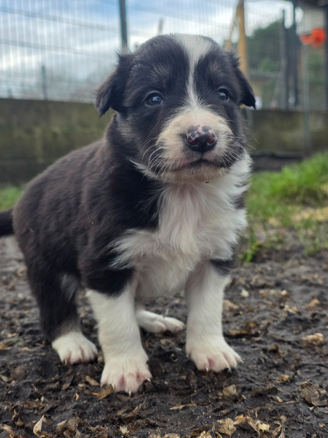 des Lacs de la Cote d'Argent - Chiots disponibles - Border Collie