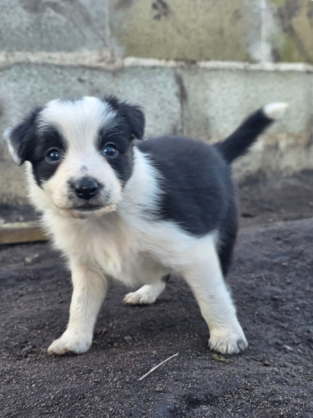 des Lacs de la Cote d'Argent - Chiots disponibles - Border Collie