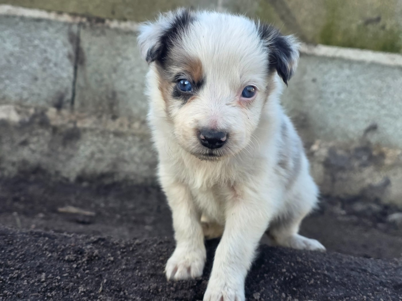 des Lacs de la Cote d'Argent - Chiots disponibles - Border Collie
