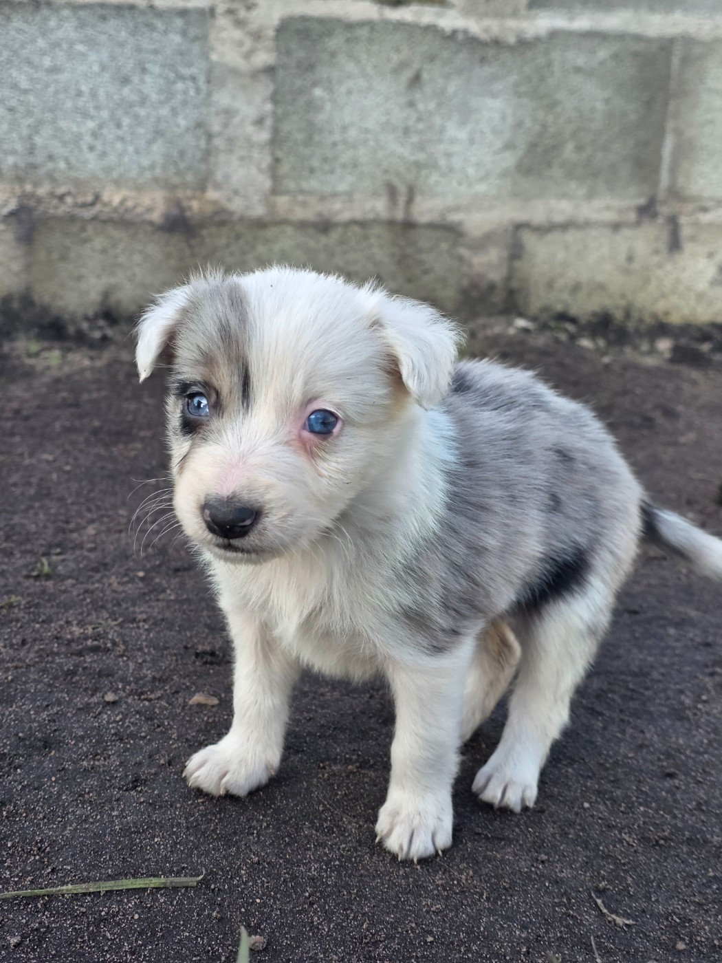 des Lacs de la Cote d'Argent - Chiots disponibles - Border Collie