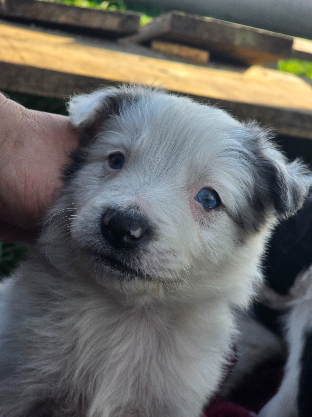 des Lacs de la Cote d'Argent - Chiots disponibles - Border Collie