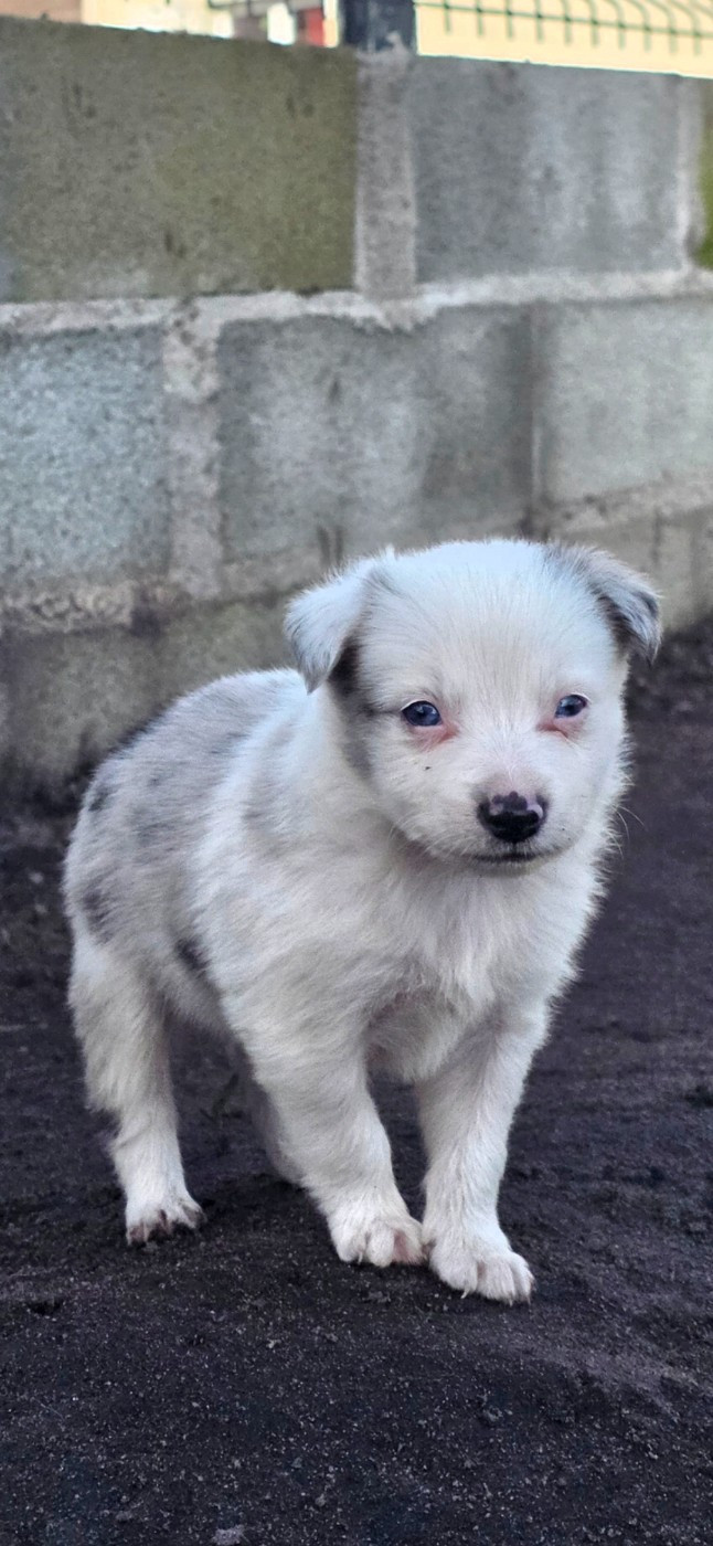 des Lacs de la Cote d'Argent - Chiots disponibles - Border Collie
