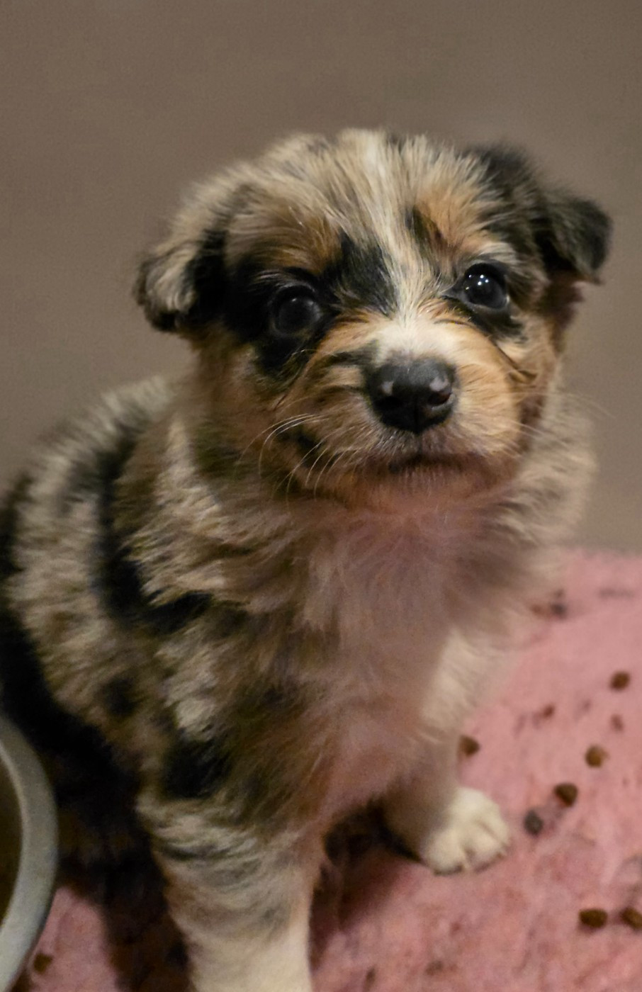 des Lacs de la Cote d'Argent - Chiots disponibles - Border Collie