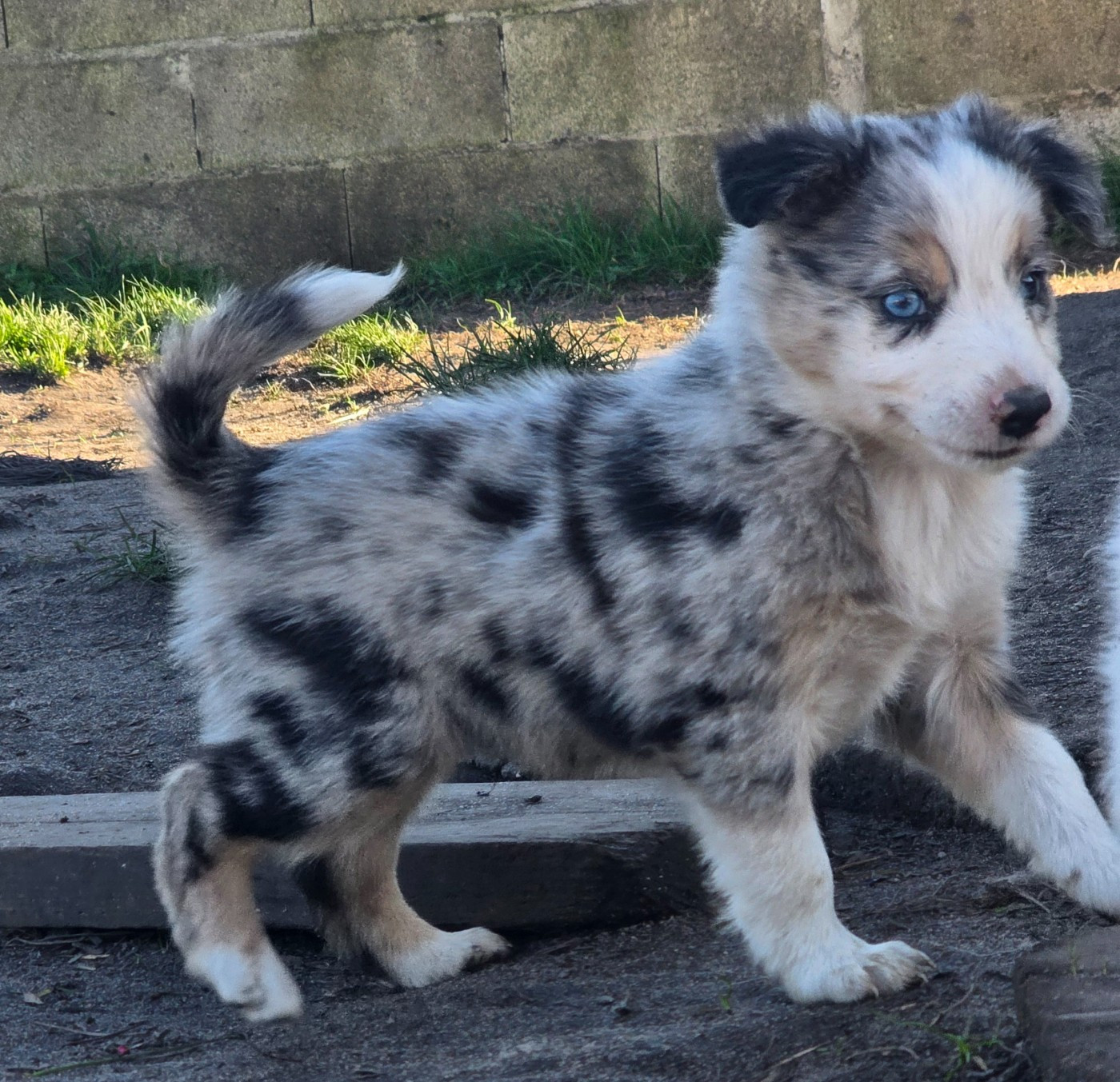 des Lacs de la Cote d'Argent - Chiots disponibles - Border Collie