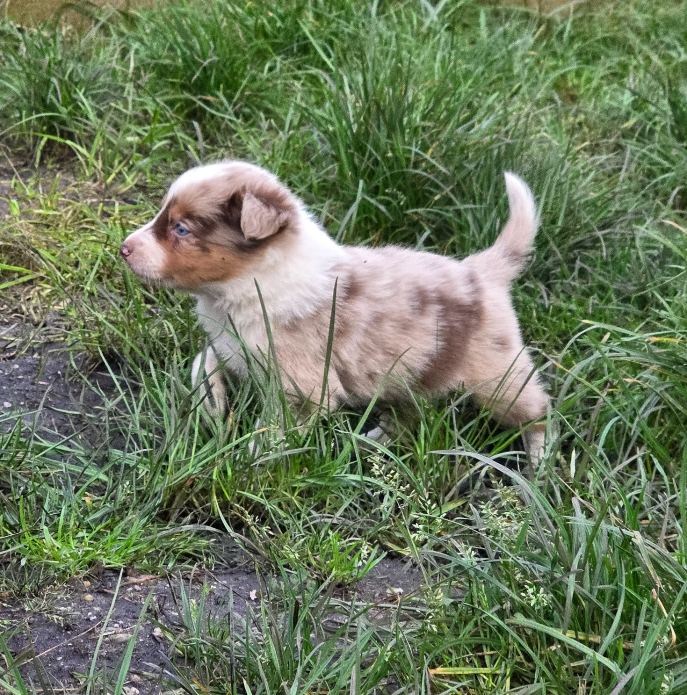 des Lacs de la Cote d'Argent - Chiots disponibles - Border Collie