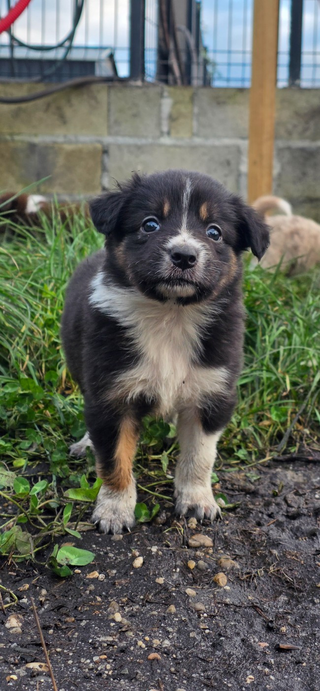 des Lacs de la Cote d'Argent - Chiots disponibles - Border Collie