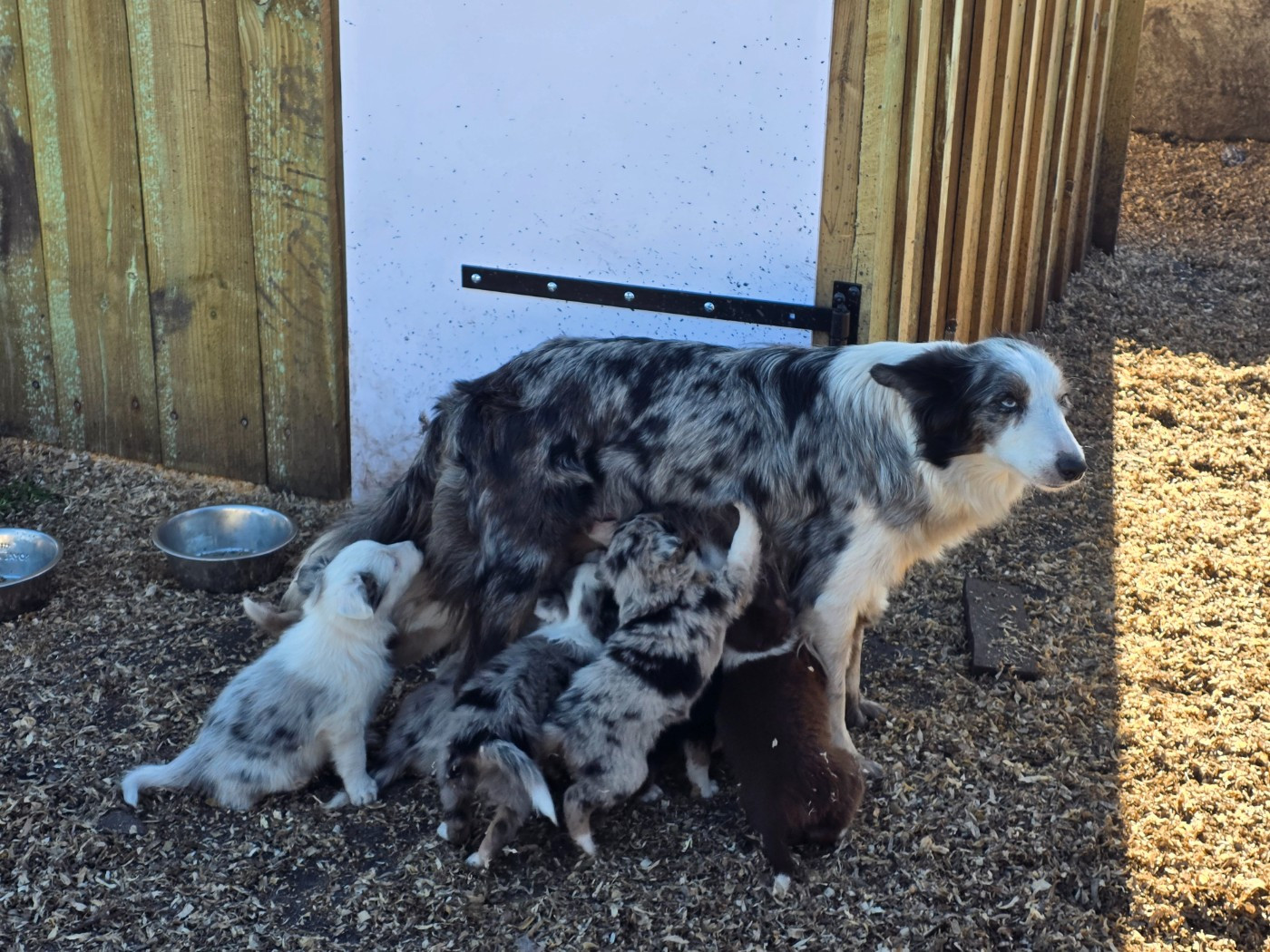 Chiot Border Collie des Lacs de la Cote d'Argent