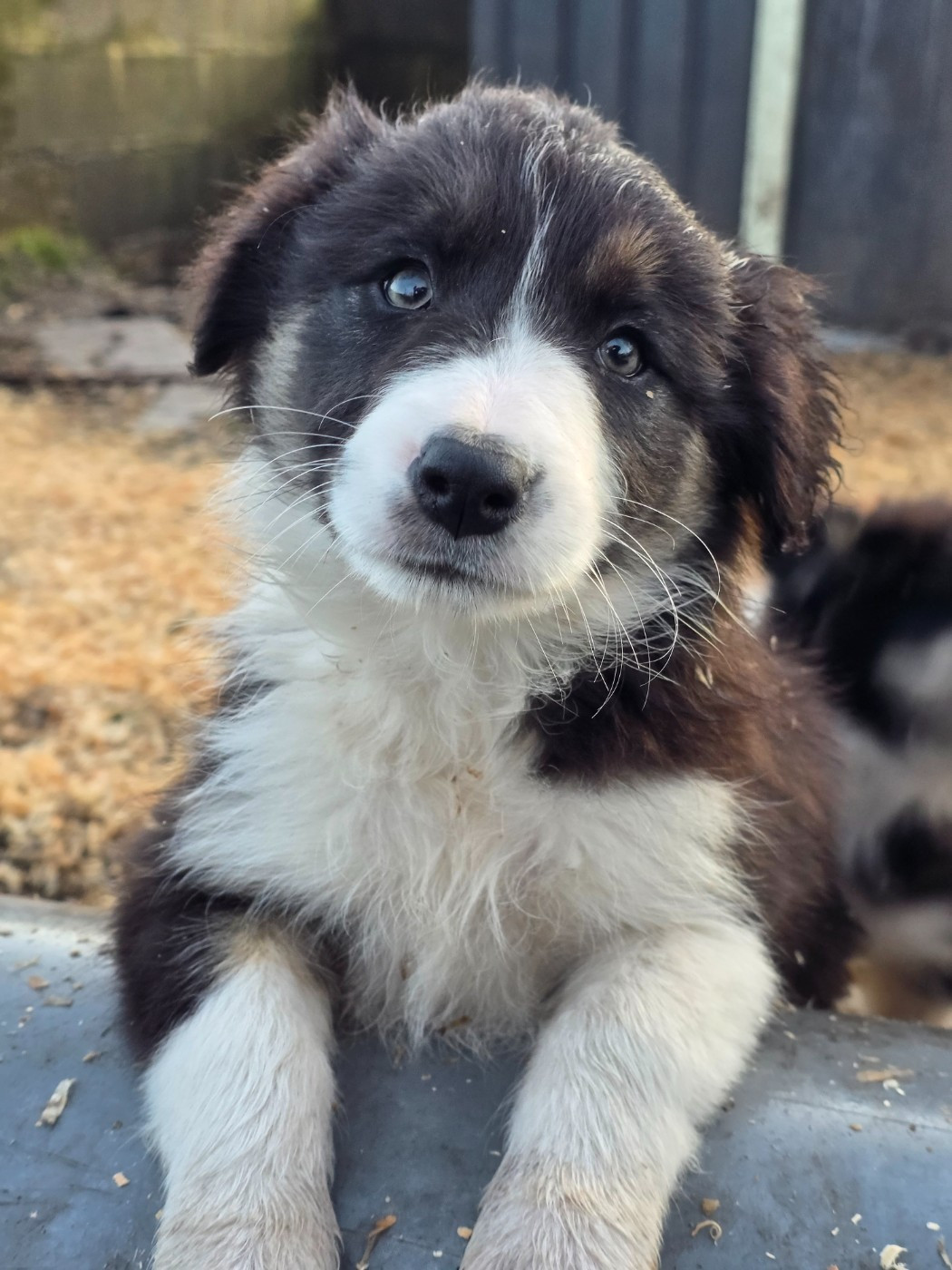 des Lacs de la Cote d'Argent - Chiots disponibles - Border Collie