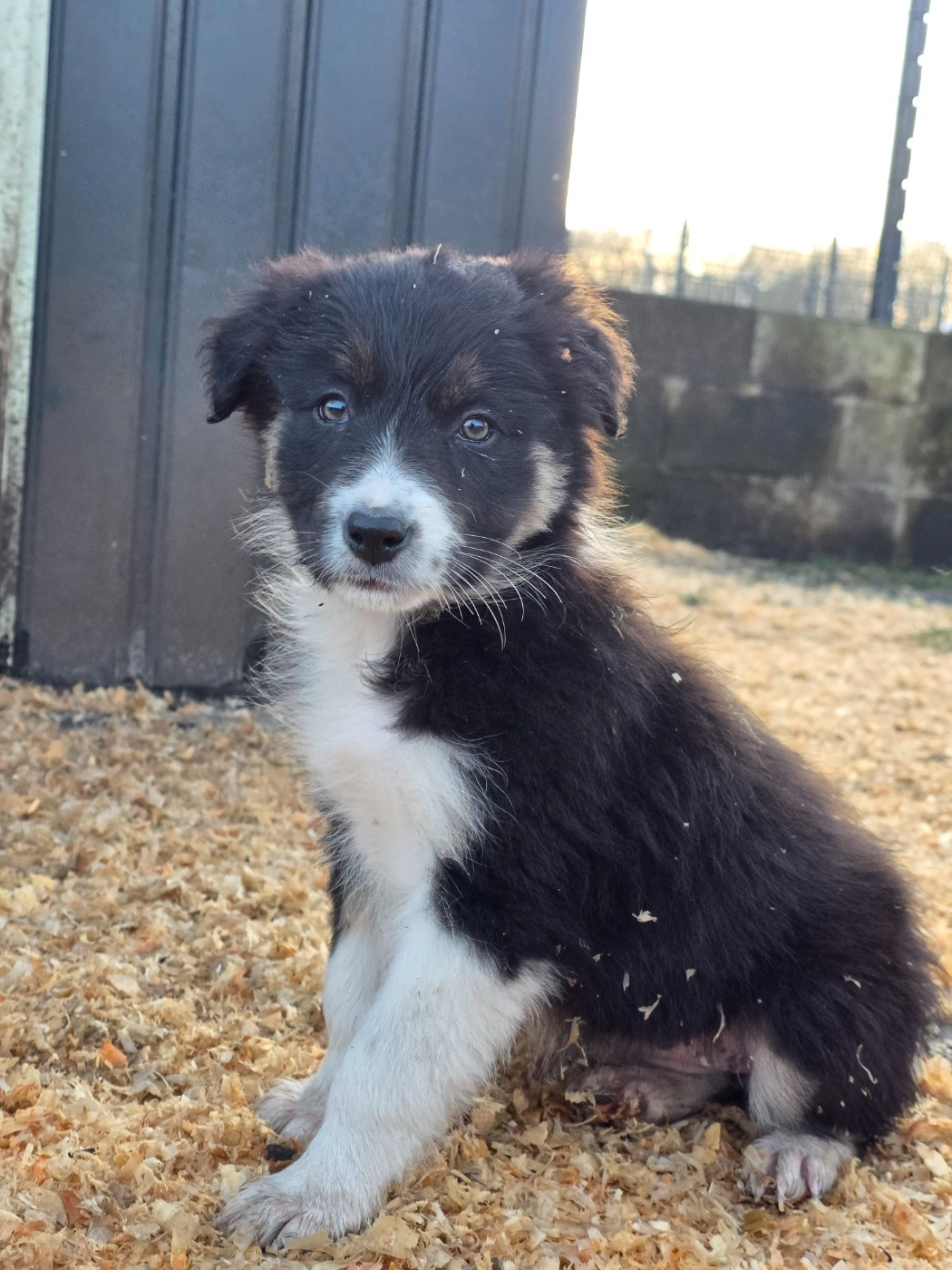 des Lacs de la Cote d'Argent - Chiots disponibles - Border Collie