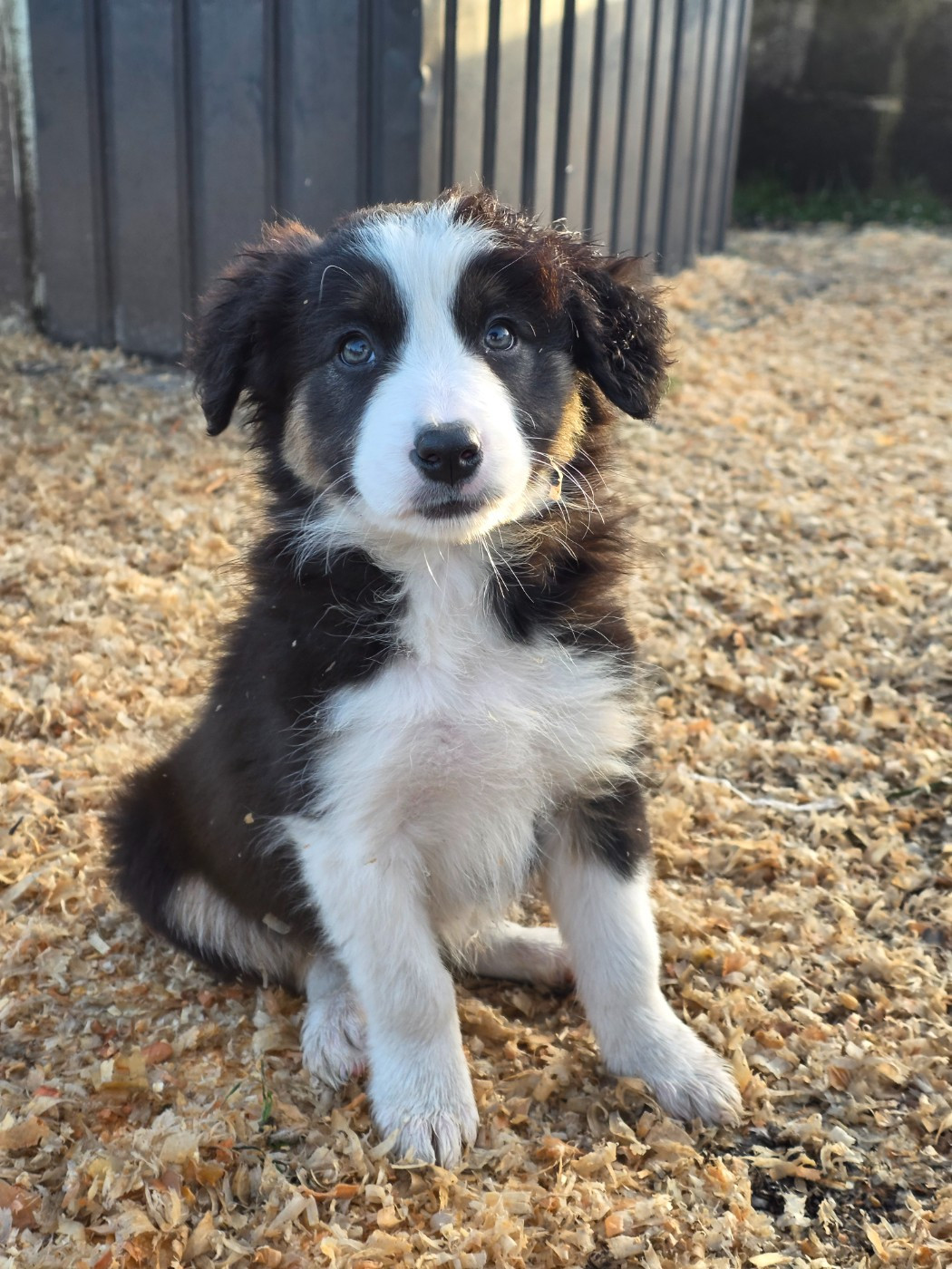 des Lacs de la Cote d'Argent - Chiots disponibles - Border Collie