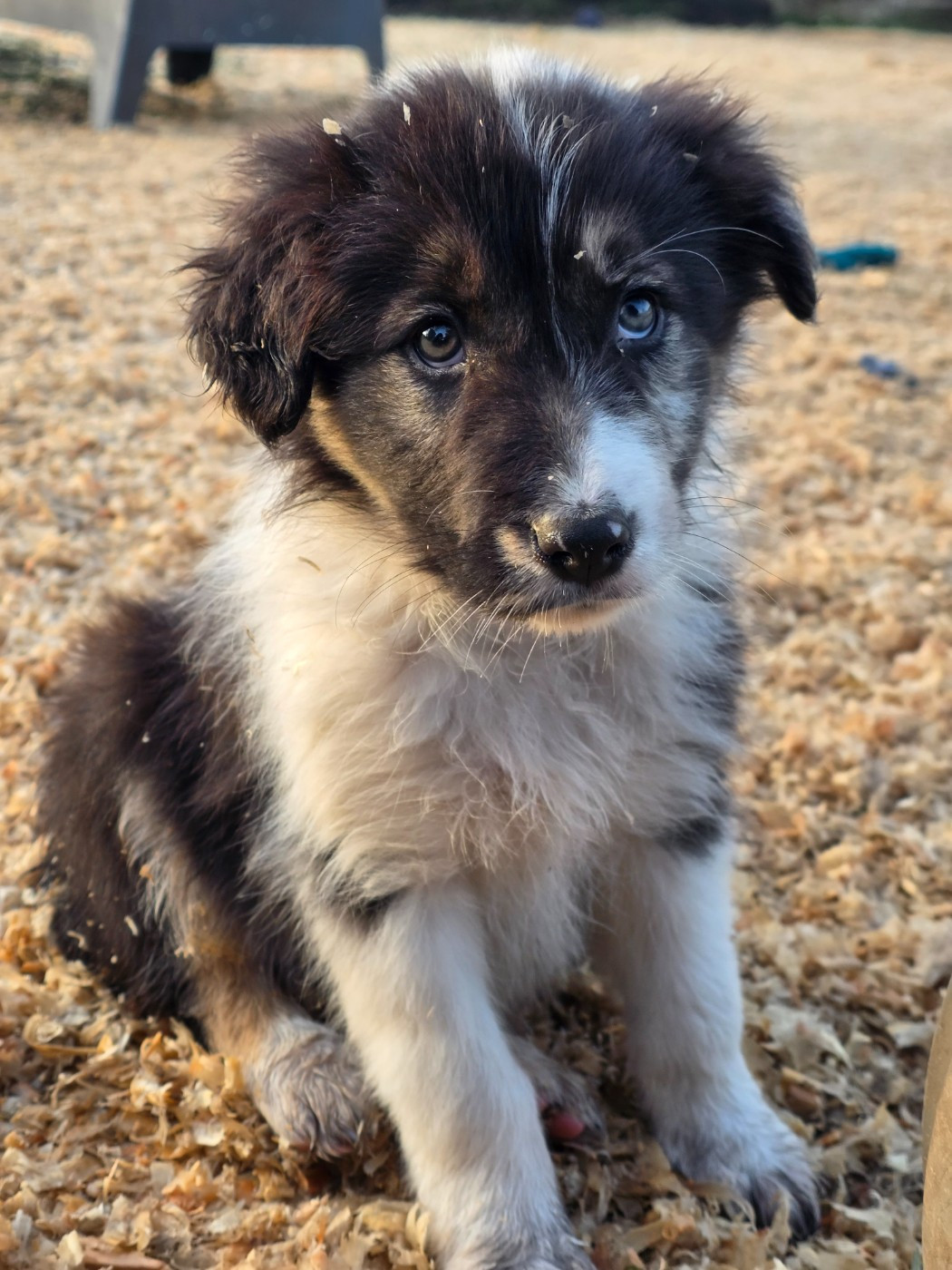 des Lacs de la Cote d'Argent - Chiots disponibles - Border Collie
