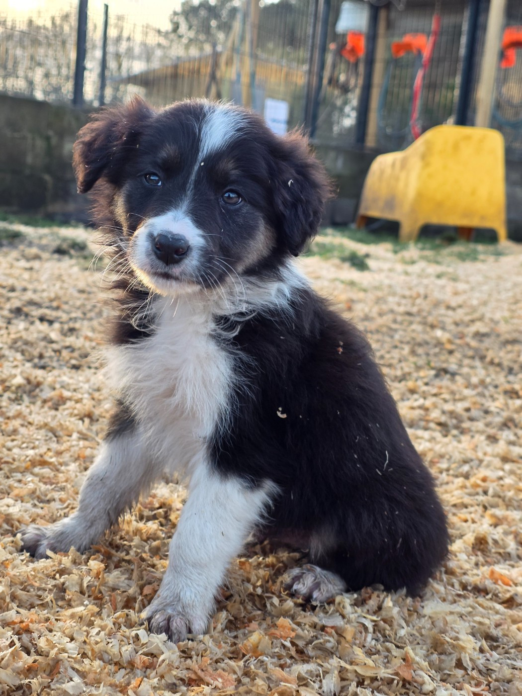 des Lacs de la Cote d'Argent - Chiots disponibles - Border Collie