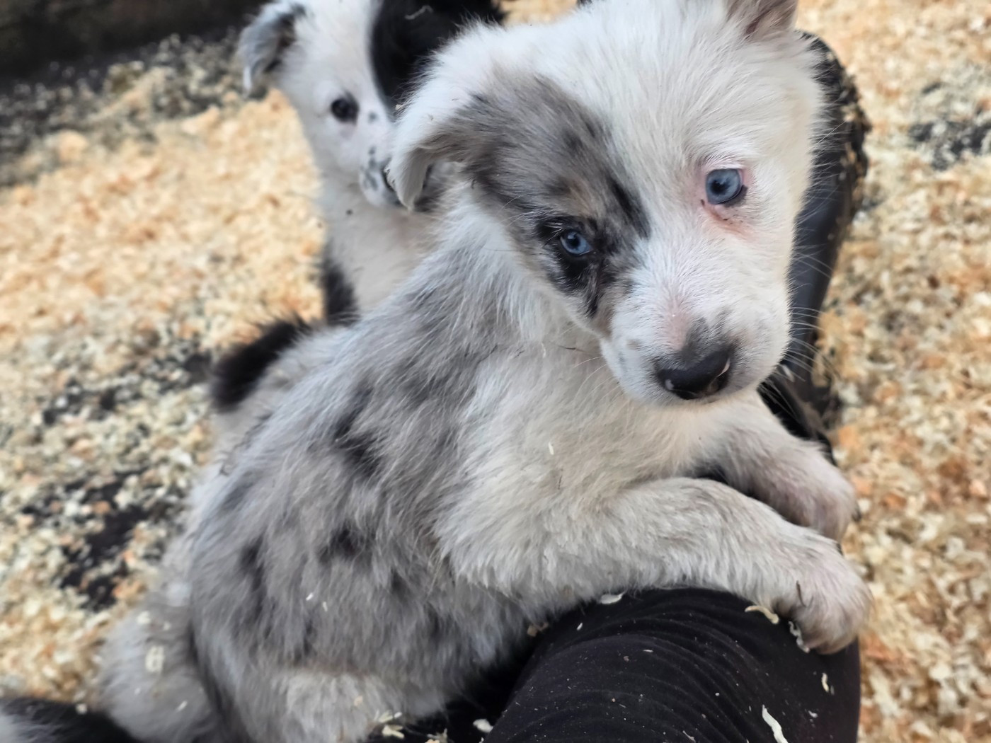 des Lacs de la Cote d'Argent - Chiots disponibles - Border Collie