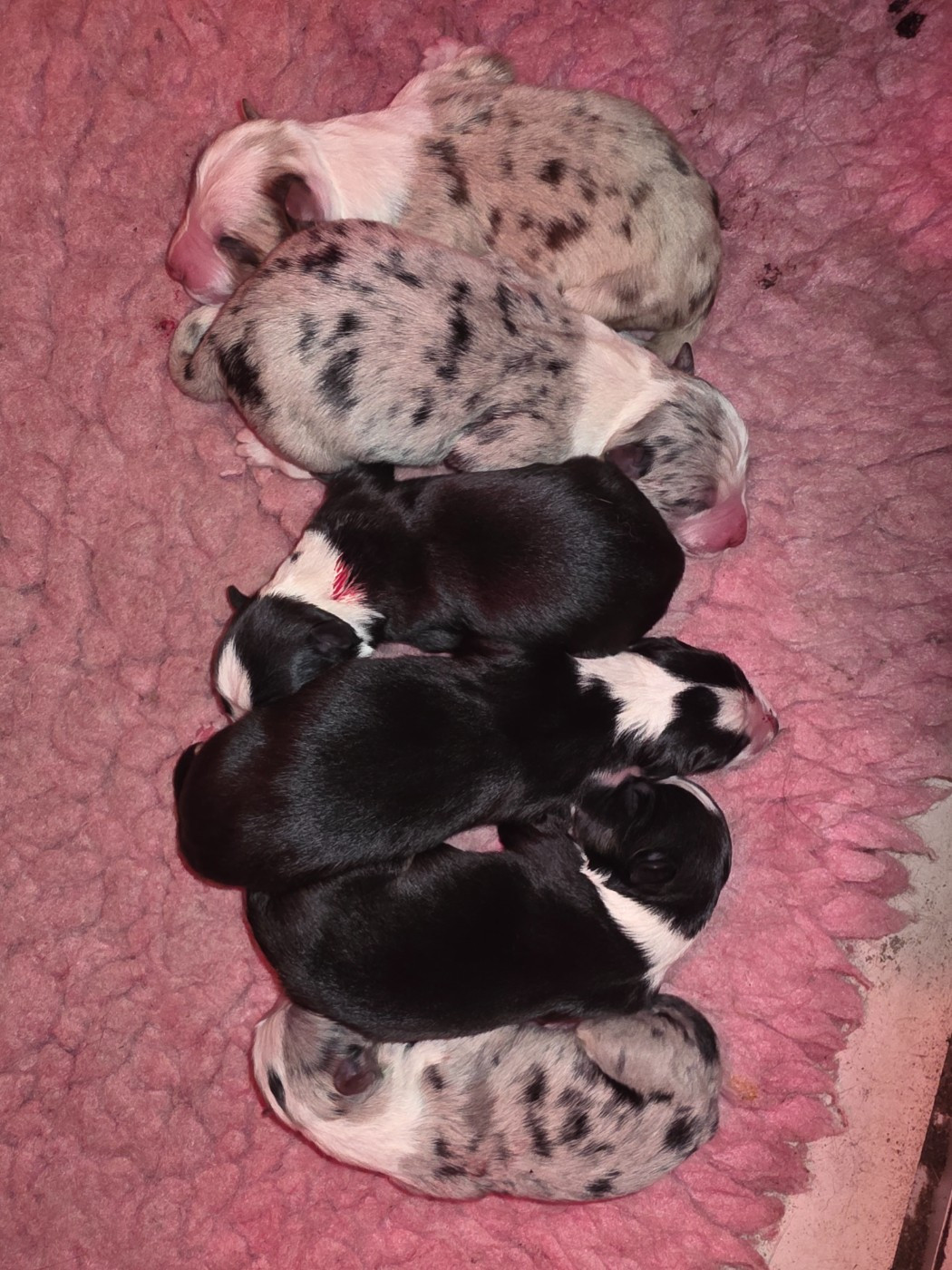 des Lacs de la Cote d'Argent - Border Collie - Portée née le 21/01/2026