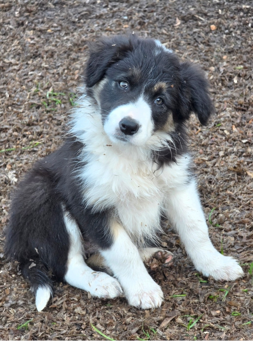 des Lacs de la Cote d'Argent - Chiots disponibles - Border Collie
