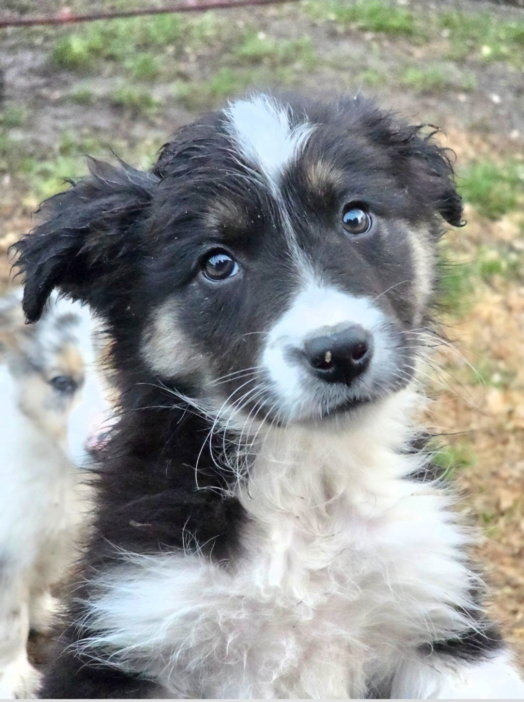 des Lacs de la Cote d'Argent - Chiots disponibles - Border Collie